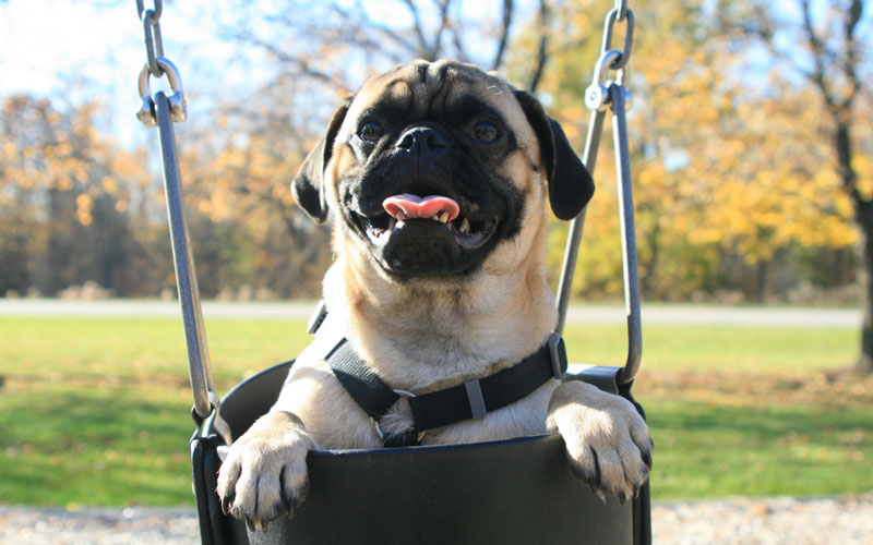 Dogs: the fur babies of Australia