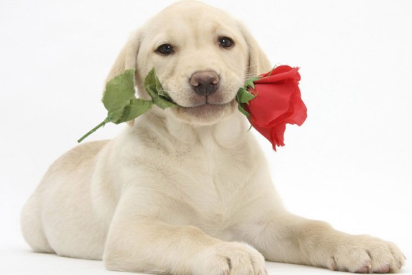 Valentine's-dog