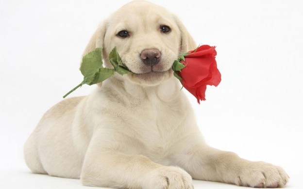 Happy Valentines Day Dogslife Dog Breeds Magazine