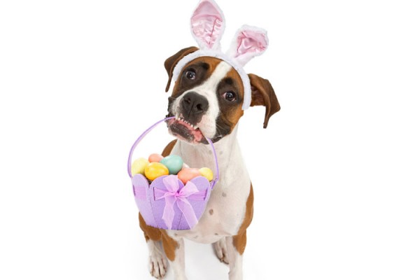 dog-Easter-egg-hunt