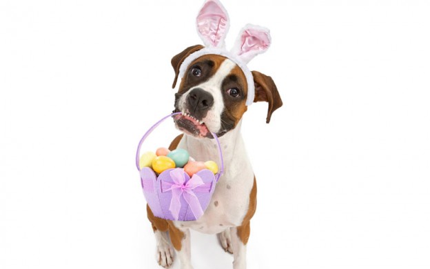 dog-Easter-egg-hunt