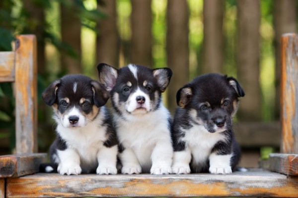puppies