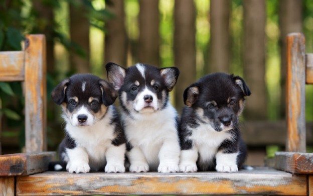 puppies
