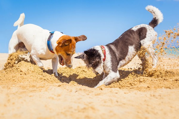 summer-tips-for-dogs-and-pe