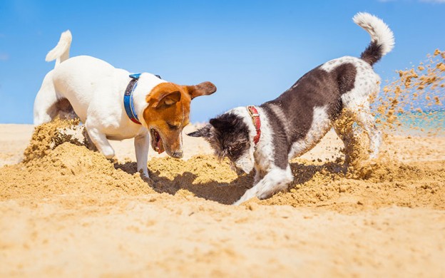 summer-tips-for-dogs-and-pe
