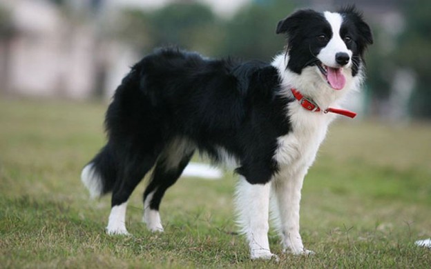 Border-Collie