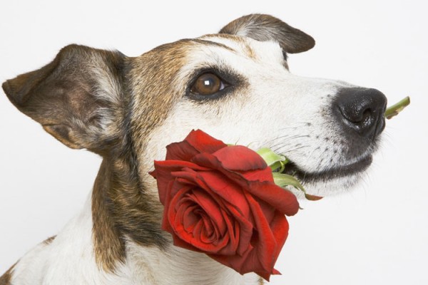 Dog-date-Valentine's-Day
