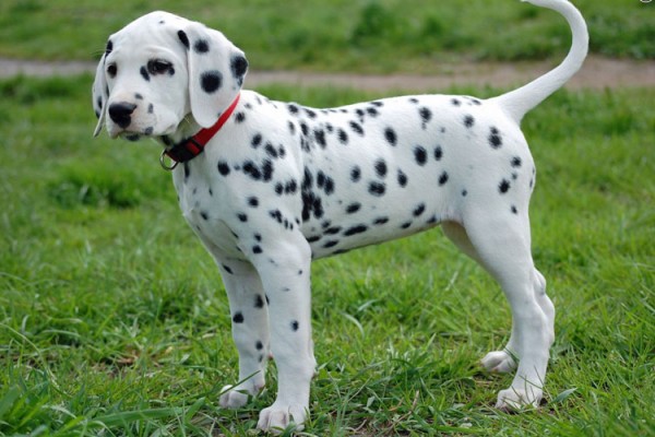 Dalmatian-puppy