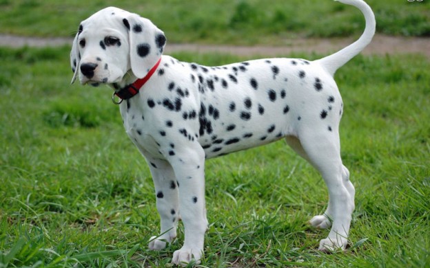 Dalmatian-puppy