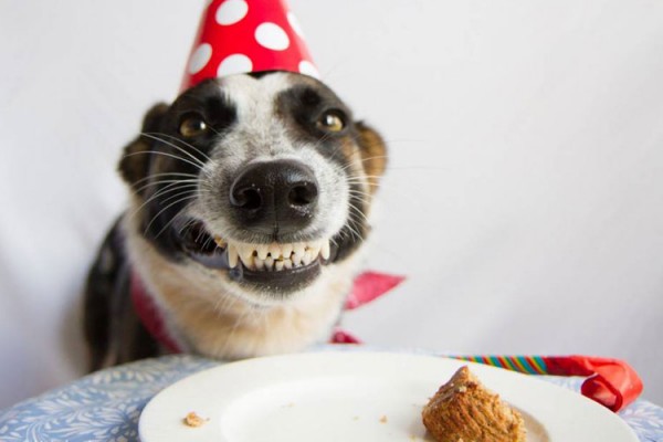 Dog-birthday
