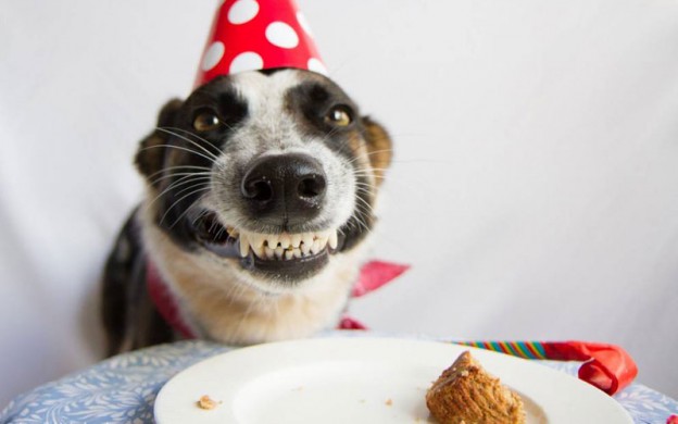 a dog's birthday