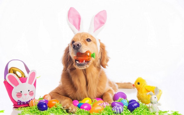 Easter-dog