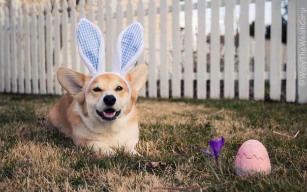 Wally-the-welsh-corgi