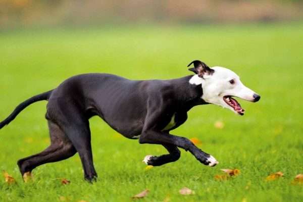 Lure coursing