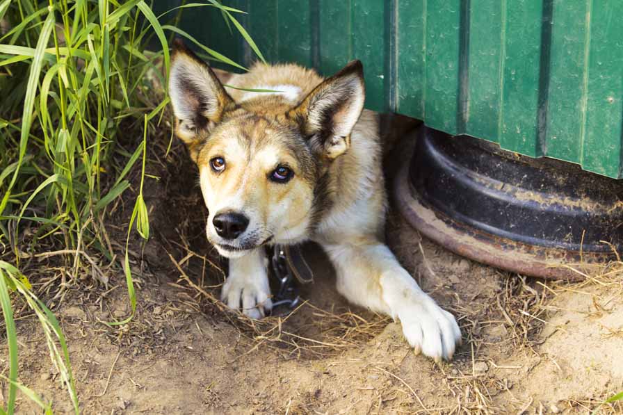 Why do dogs growl?