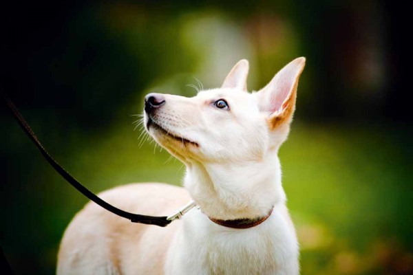 Puppy Looking At Owner