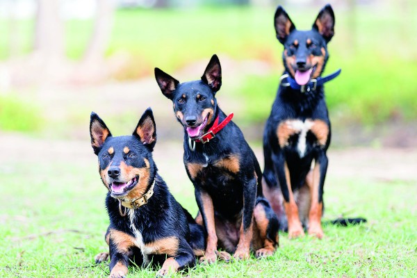 Heart work: working dogs rescue