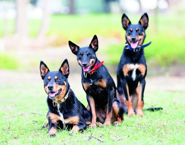 Heart work: working dogs rescue