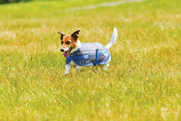 DogsLife have one Weatherbeeta Parka and one Weatherbeeta Windbreaker to give away!