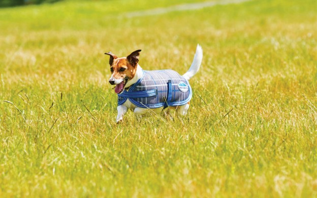 DogsLife have one Weatherbeeta Parka and one Weatherbeeta Windbreaker to give away!