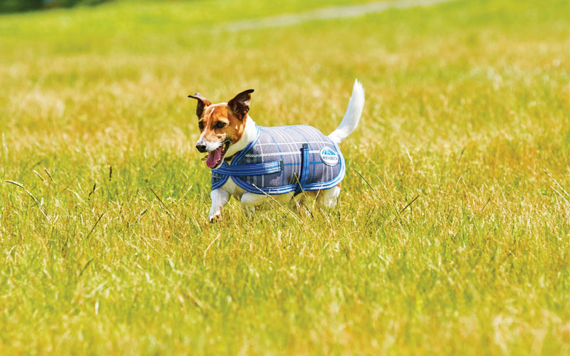DogsLife have one Weatherbeeta Parka and one Weatherbeeta Windbreaker to give away!