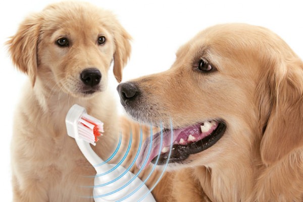 Emmi-Pet Ultrasonic Toothbrush