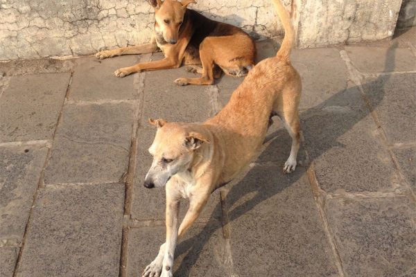 mumbai-dogs