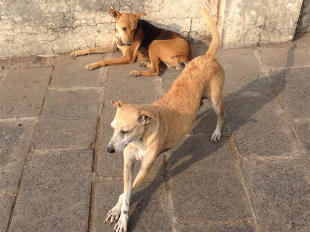 mumbai-dogs