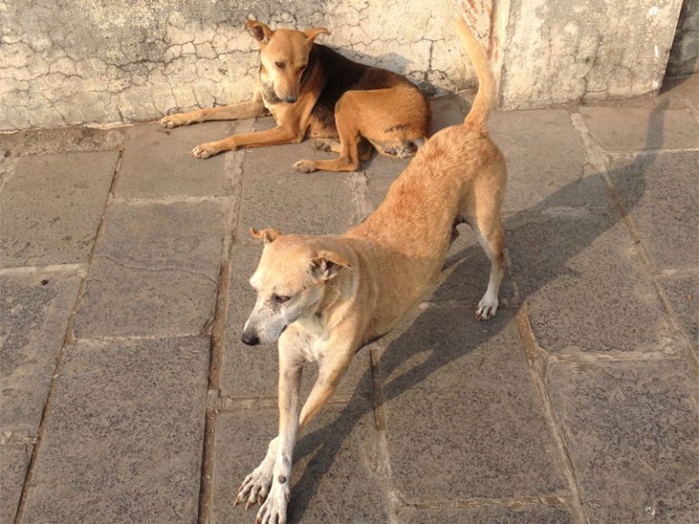 The Dogs of Mumbai a poem by Jeanie Axton Dogslife. Dog Breeds Magazine