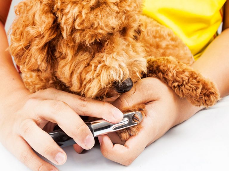 Dog nail trimming is it vital to their health? Dogslife. Dog Breeds