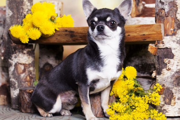 Does your dog suffer from "Small dog syndrome"?