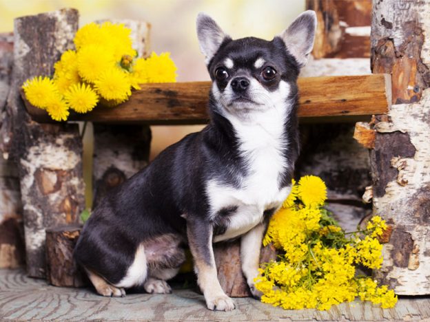 Does your dog suffer from "Small dog syndrome"?