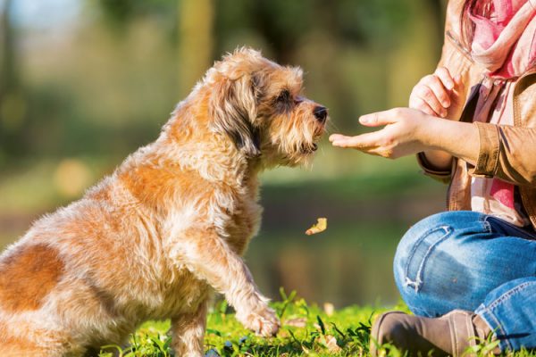 Training the un-trainable: make training easy for difficult dogs