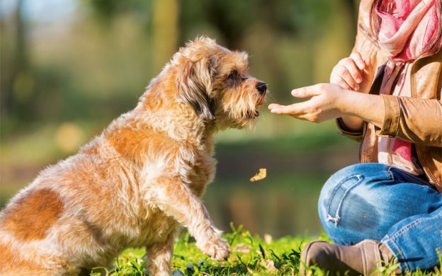 Training the un-trainable: make training easy for difficult dogs