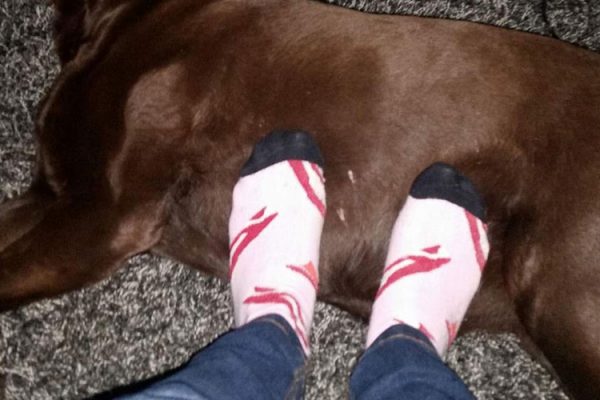 Dogs love socks