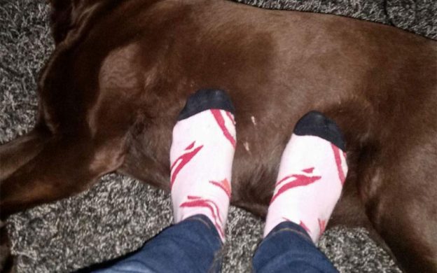 Dogs love socks