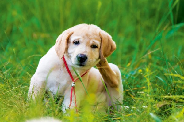 5 tips for dealing with your dog's seasonal allergies