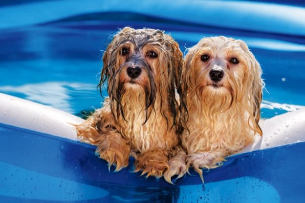 The heat is on: how to keep your dog cool this summer