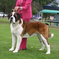 A St Bernard dog at a show