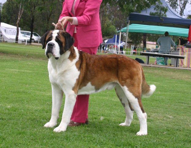 A St Bernard dog at a show