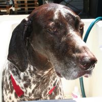 German Shorthaired Pointer