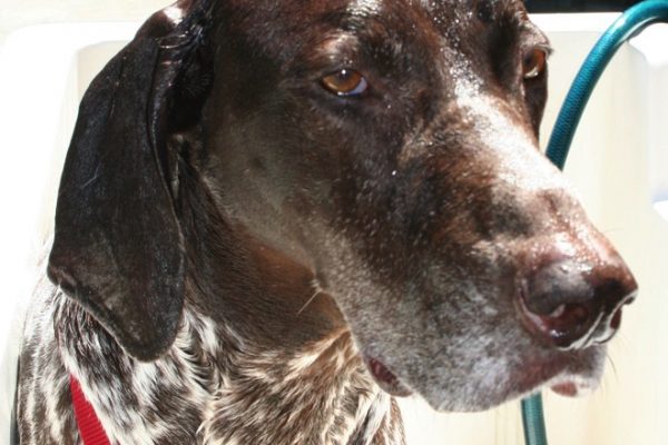 German Shorthaired Pointer