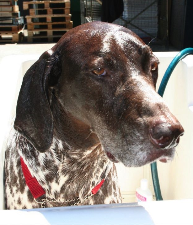 German Shorthaired Pointer