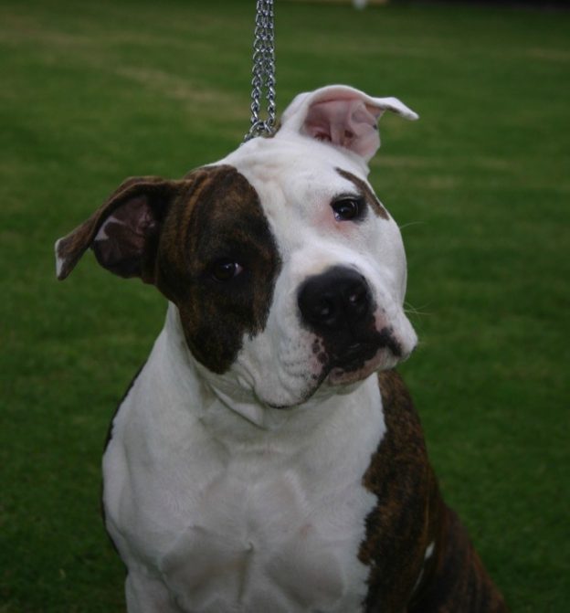 puppy american staffy