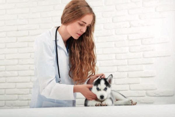 What are the most common dog injuries?
