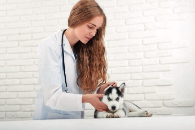 What are the most common dog injuries?