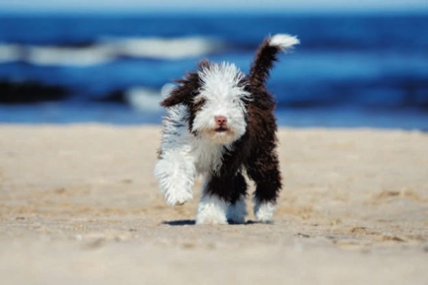 5 essential puppy training milestones