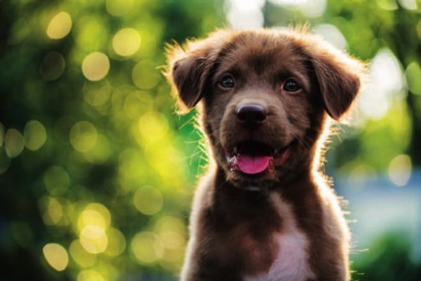 Purebred vs rescue: choosing the right dog for you