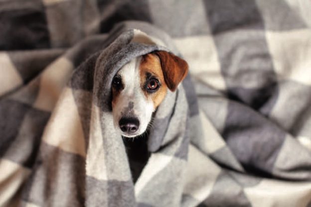 3 tips for surviving storm season with your dog