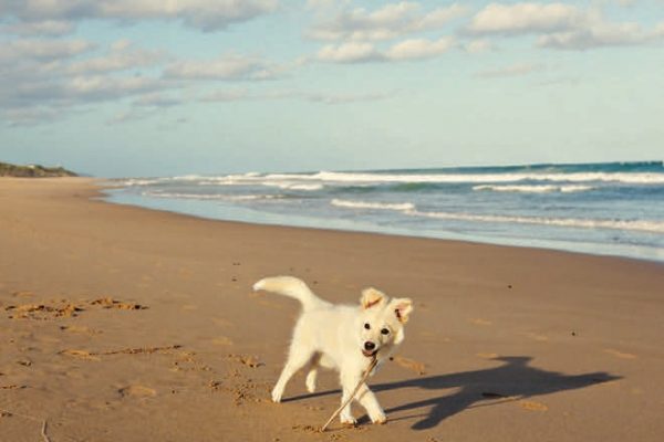 Your dog's first summer vacation: holidays with puppies